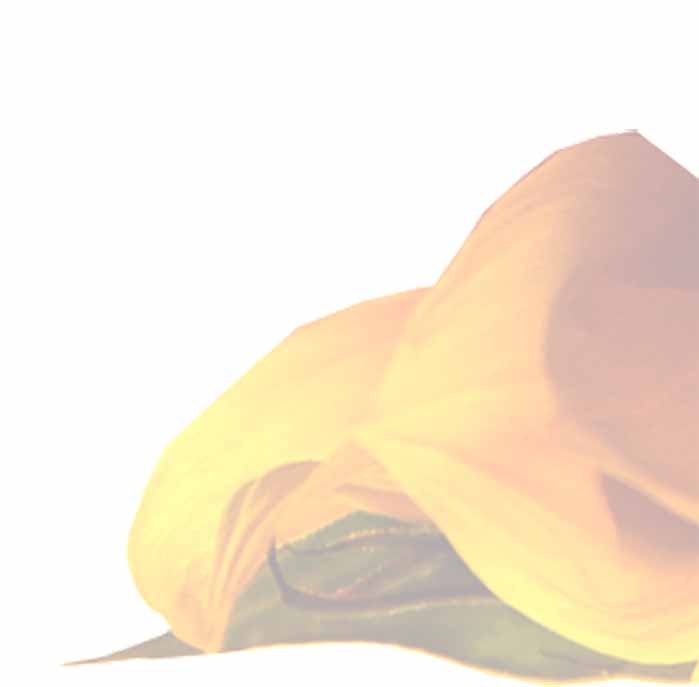 Sunflower Petal
