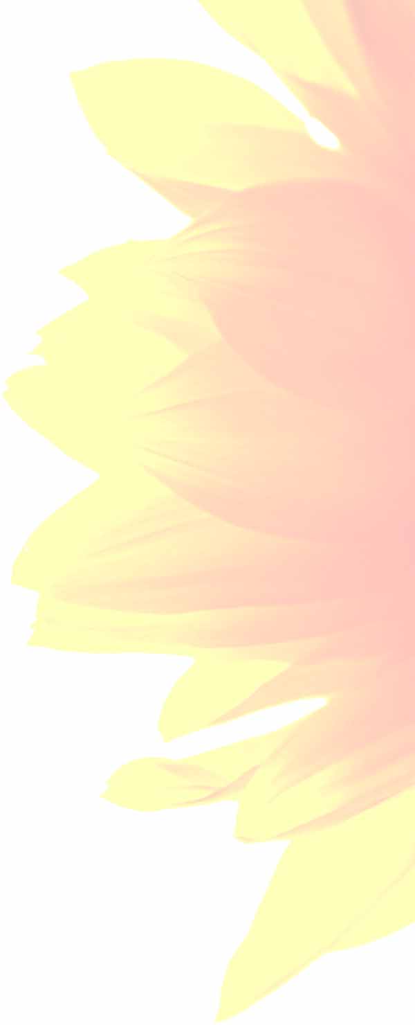 Right Side Sunflower