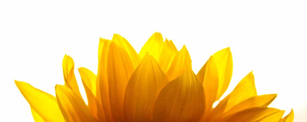 Bottom Flower