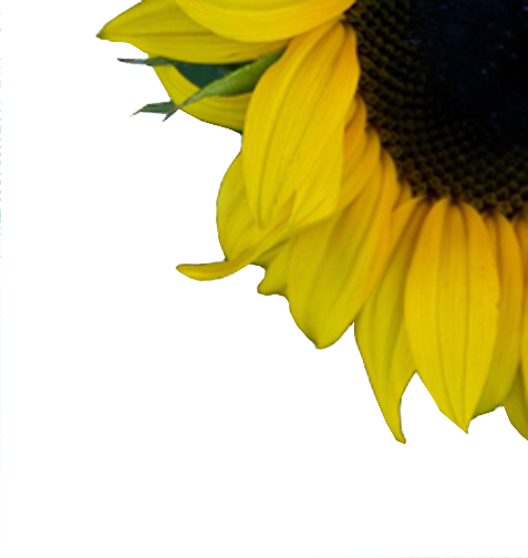 Top Right Flower 